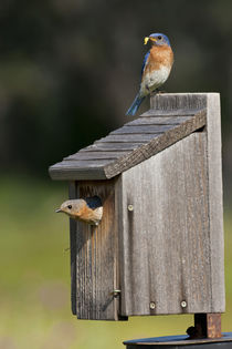 Eastern Bluebird at nest box feeding young, Texas hill country, May by Danita Delimont