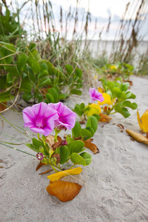 Beach Morning Glory on dune, Gulf of Mexico, Texas, USA. by Danita Delimont