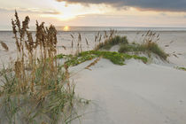 Sea Oats on Gulf of Mexico at South Padre Island, Texas, USA. by Danita Delimont