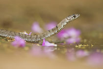 Western Coachwhip at south Texas pond. by Danita Delimont
