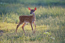 White-tailed Deer fawn, Texas, USA. by Danita Delimont