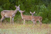 White-tailed Deer young with mother, Texas, USA. by Danita Delimont