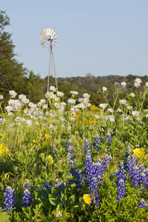 Wildflowers and windmill in Texas hill country. von Danita Delimont