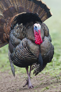 Wild Turkey male strutting, Texas, USA. by Danita Delimont