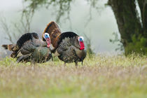 Wild Turkey males strutting, Texas, USA. by Danita Delimont