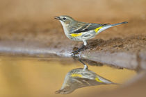 Yellow-rumped Warbler drinking and bathing at pond, Texas, USA. by Danita Delimont