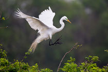 Great Egret breeding activity and plumage. von Danita Delimont
