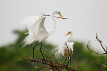 Great Egret breeding activity and plumage. by Danita Delimont