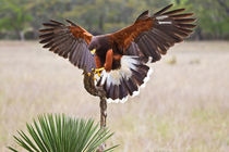 Harris's Hawk landing on perch limb. by Danita Delimont