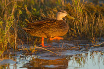 Mottled duck female walking in tidal marsh. by Danita Delimont