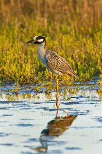 Yellow-crowned Night-heron wading in salt marsh. by Danita Delimont