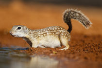 Mexican Ground Squirrel drinking by Danita Delimont
