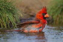 Northern Cardinal adult male bathing by Danita Delimont