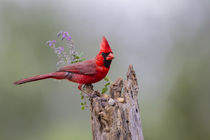 Northern Cardinal male perched on log by Danita Delimont