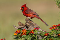 Northern Cardinal male perched on log by Danita Delimont