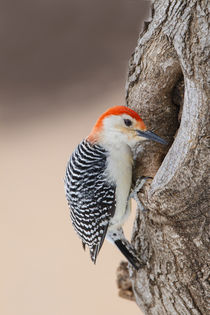 Red-bellied Woodpecker hunting for invertebrates by Danita Delimont