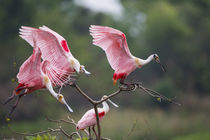 Roseate Spoonbill landing on perch at High Island, Texas by Danita Delimont
