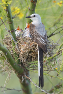 Scissor-tailed Flycatcher adult with babies at nest by Danita Delimont