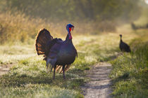 Wild Turkey male strutting von Danita Delimont