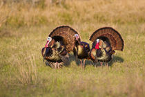 Wild Turkey males strutting by Danita Delimont