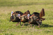 Wild Turkey males strutting von Danita Delimont