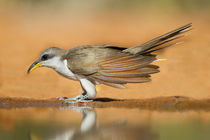 Yellow-billed Cuckoo drinking at pond von Danita Delimont