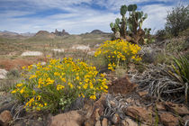 Mule Ears formation and wildflowers in Big Bend National Park by Danita Delimont