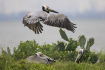 Brown Pelican nesting by Danita Delimont