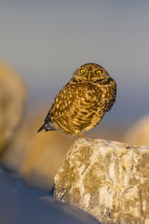 Burrowing Owl adult roosting on rock von Danita Delimont