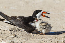 Black Skimmers at nesting colony by Danita Delimont