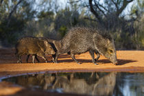 Collared Peccary family at pond by Danita Delimont