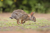 Eastern Cottontail running by Danita Delimont