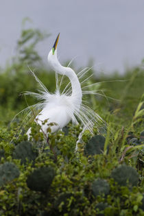Great Egret displaying breeding plumage at nest colony by Danita Delimont