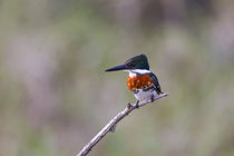 Green Kingfisher male on hunting perch by Danita Delimont