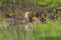Mottled Duck hen and young feeding by Danita Delimont