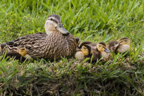 Mottled Duck female brooding young by Danita Delimont