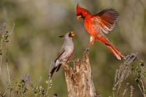 Northern Cardinal challenging Pyrrhuloxia for position on feeding log by Danita Delimont