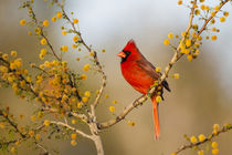 Northern Cardinal male perched in blooming huisache tree by Danita Delimont