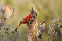 Northern Cardinal and Pyrrhuloxia perched on dead limb by Danita Delimont