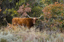 Texas Longhorn cattle in grassland by Danita Delimont