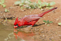 Northern Cardinal male at water Starr Co by Danita Delimont