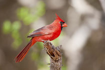 Northern Cardinal male Starr, Texas, USA. by Danita Delimont