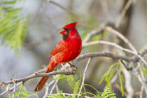 Northern Cardinal male Starr, Texas, USA. von Danita Delimont
