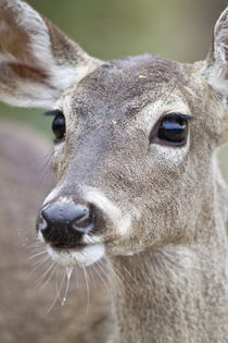 White-tailed Deer doe drinking water Starr, Texas, USA. von Danita Delimont