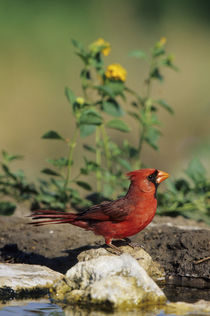 Northern Cardinal male at water, Starr, TX von Danita Delimont