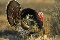 Rio Grande Wild Turkey gobbler strutting, Starr County, Texas by Danita Delimont