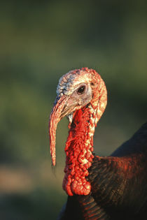 Rio Grande Wild Turkey gobbler portrait, Starr County, Texas von Danita Delimont