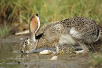 Black-tailed Jack Rabbit drinking at water, Starr County, Texas by Danita Delimont