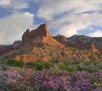 Feather Dalea in front of a butte, Caprock Canyons State Par... by Danita Delimont