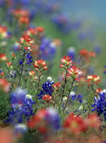 Texas paintbrushes and bluebonnets, Texas by Danita Delimont